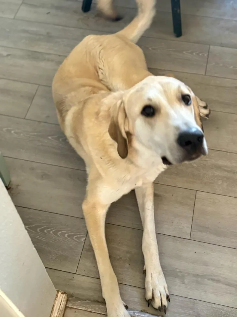An adult extra large-sized male Yellow / Tan / Blond / Fawn Anatolian Shepherd dog named Benji for adoption in Aspen, CO