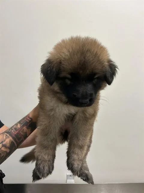A baby small-sized female German Shepherd Dog dog named Sparkle for adoption in Miami, FL
