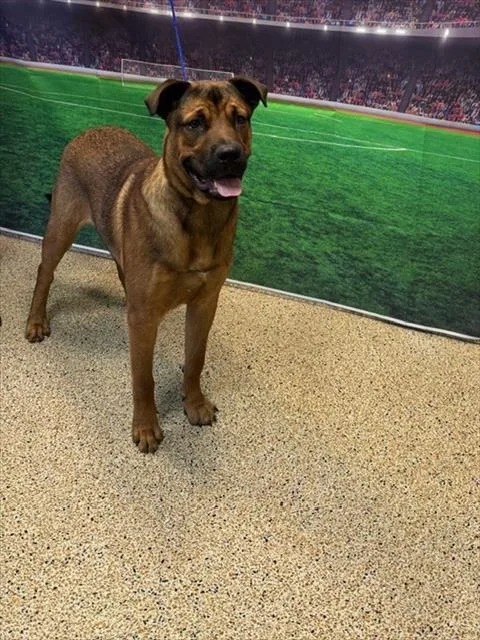 A young large-sized male Black Mouth Cur dog named Curry for adoption in Miami, FL