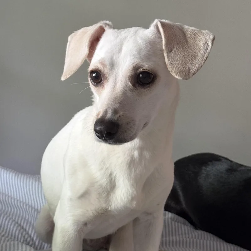 A young small-sized female White / Cream Chihuahua dog named Zendaya for adoption in Brooklyn, NY