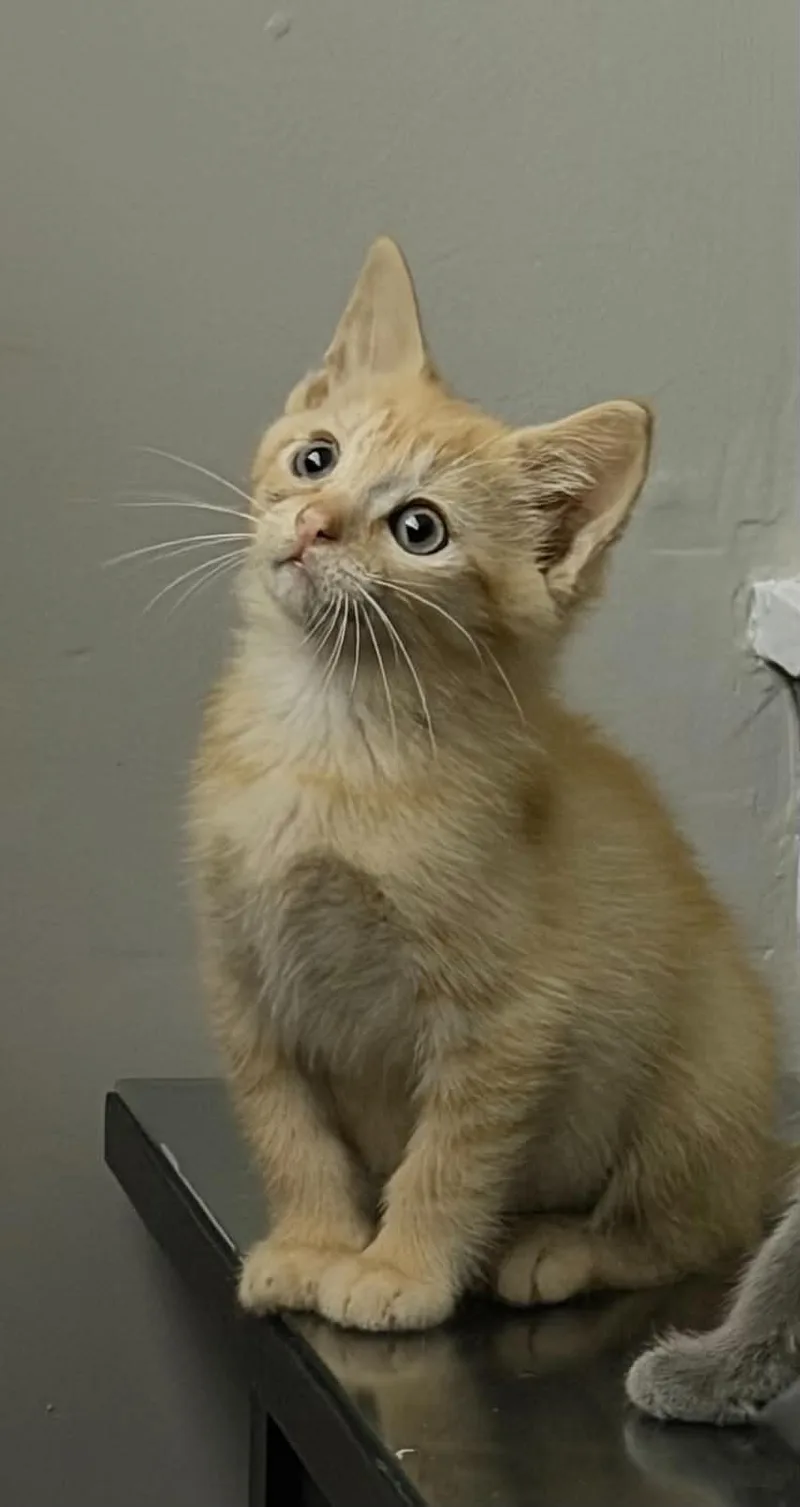 A baby medium-sized male Domestic Short Hair cat named Tide for adoption in Indianapolis, IN