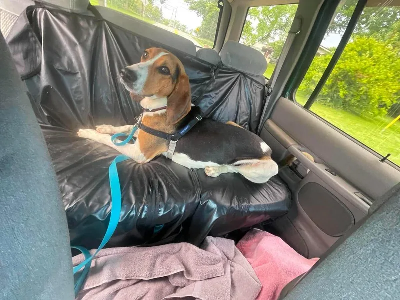 An adult medium-sized male Coonhound dog named Rogan for adoption in Hamilton, OH