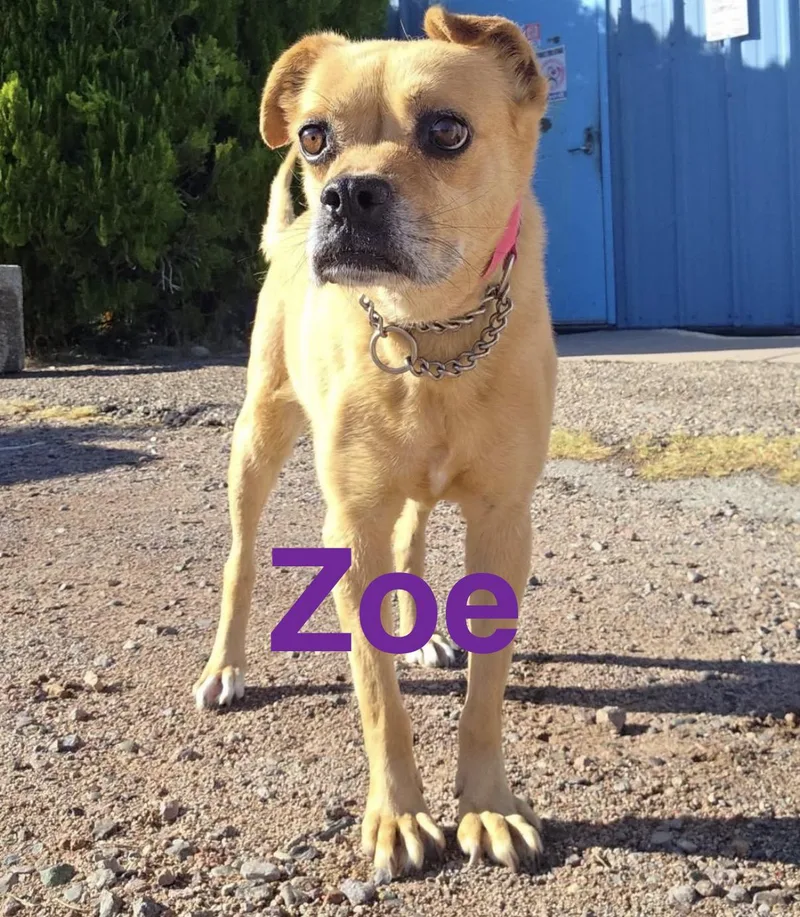 Zoe