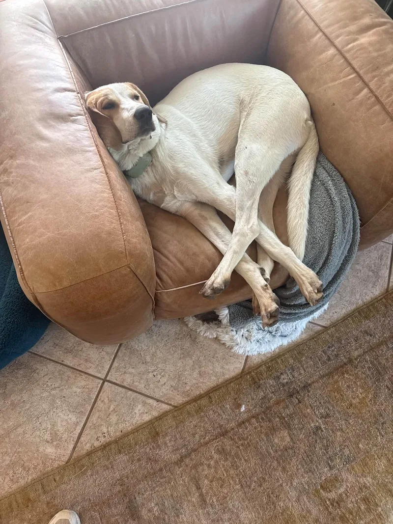 An adult large-sized male Coonhound dog named Tommy for adoption in Tucson, AZ