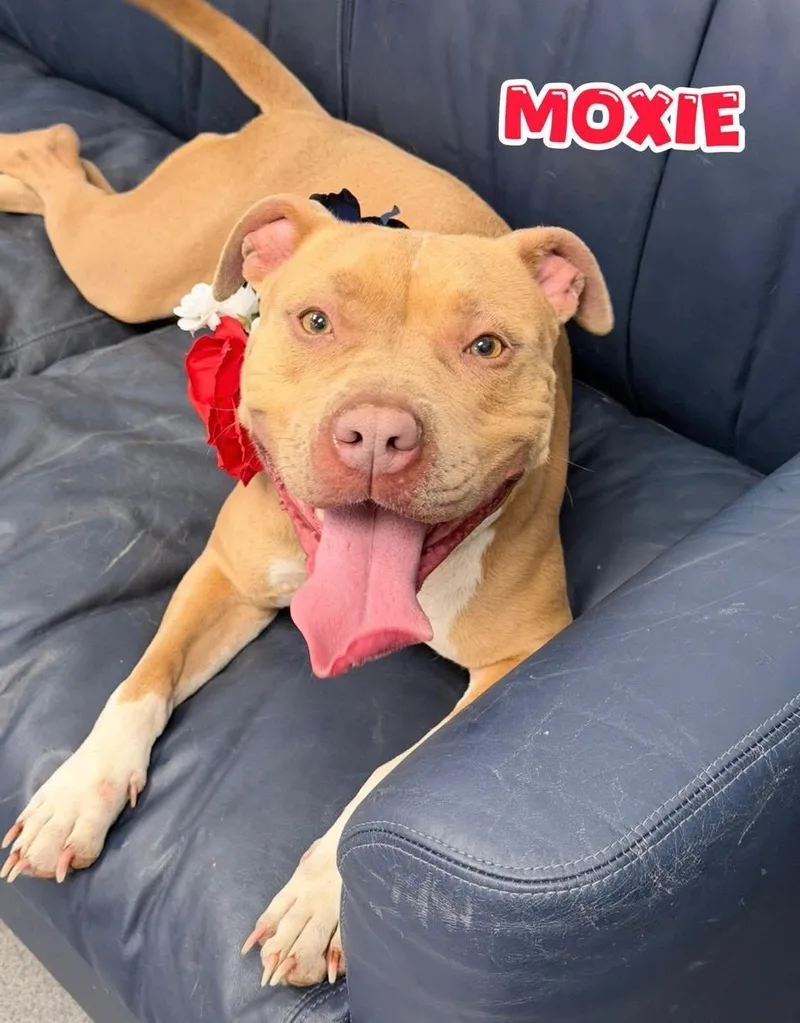 An adult medium-sized female Yellow / Tan / Blond / Fawn Mixed Breed dog named Moxie for adoption in Flint, MI