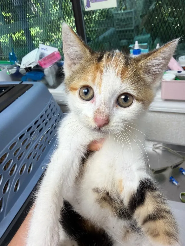 A baby medium-sized female Domestic Short Hair cat named Ramen for adoption in Pomona, NY