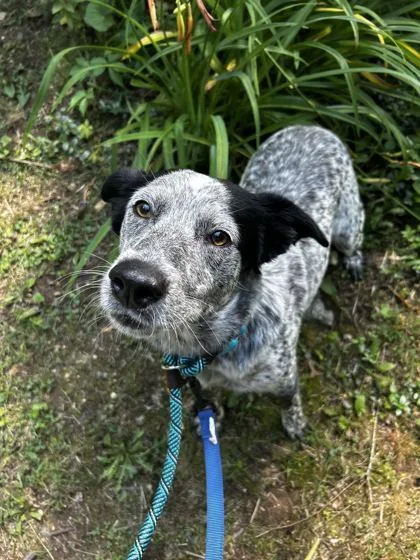 An adult medium-sized female Mixed Breed dog named Stevie for adoption in Spruce Pine, NC