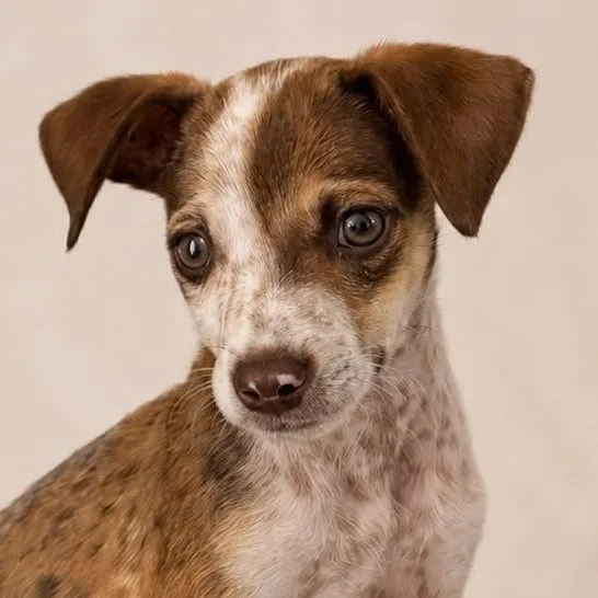 A baby small-sized male Golden Chihuahua dog named Cosmo for adoption in New York, NY