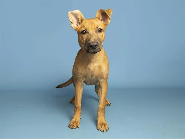 A young small-sized female German Shepherd Dog dog named Orange for adoption in Phoenix, AZ