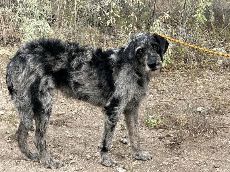 A young large-sized female Merle (Blue) Mixed Breed dog named Annie for adoption in Chino valley, AZ