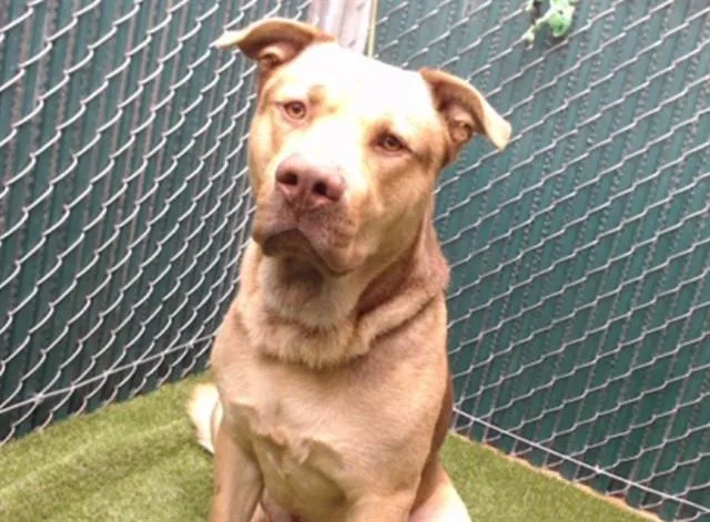 An adult large-sized male Pit Bull Terrier dog named Pancho for adoption in Downey, CA