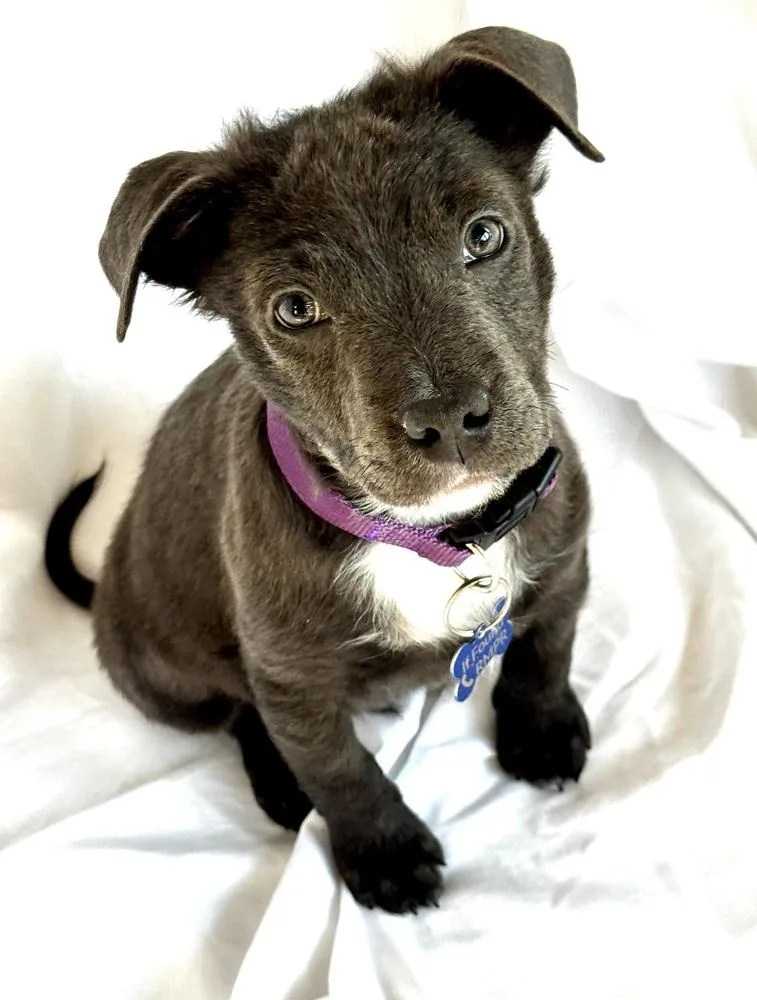 A baby medium-sized male Labrador Retriever dog named East for adoption in Thornton, CO