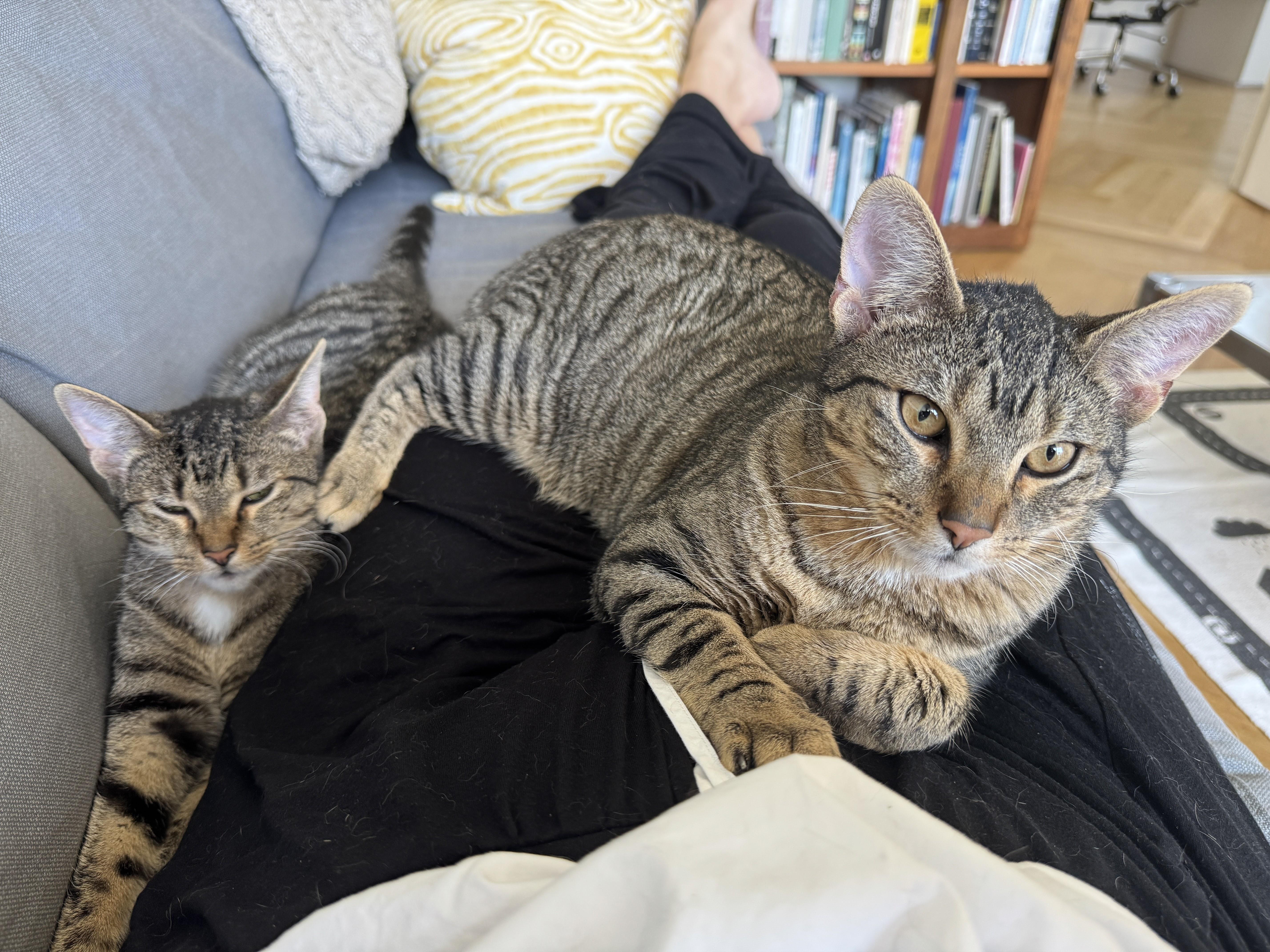 A young medium-sized male Tabby (Buff / Tan / Fawn) Domestic Short Hair cat named Dooney & Burke for adoption in brooklyn, NY