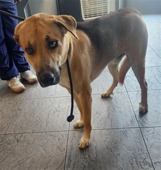 A young large-sized male German Shepherd Dog dog named Lucas for adoption in Los Angeles, CA