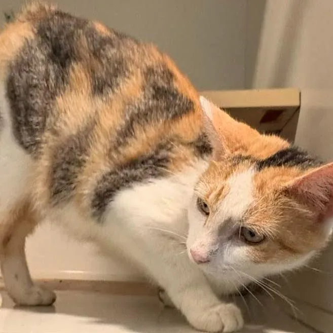 A young medium-sized female Calico Domestic Short Hair cat named Calypso for adoption in Gordonsville, TN