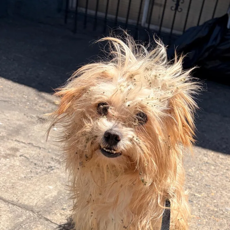 An adult small-sized male Yellow / Tan / Blond / Fawn Terrier dog named Mighty Moe for adoption in Philadelphia, PA