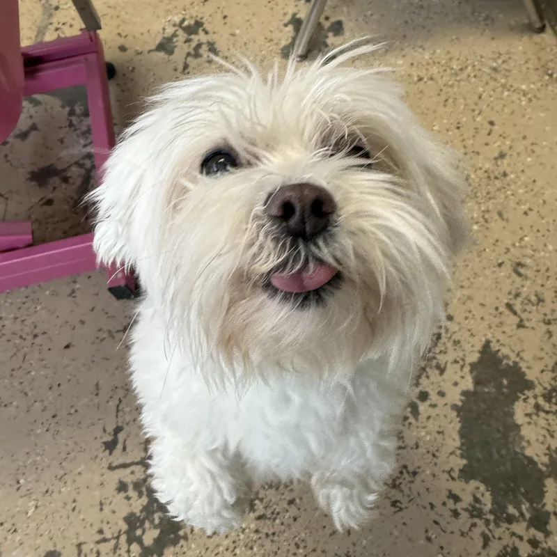 An adult small-sized male White / Cream Maltese dog named Milo for adoption in Xenia, OH