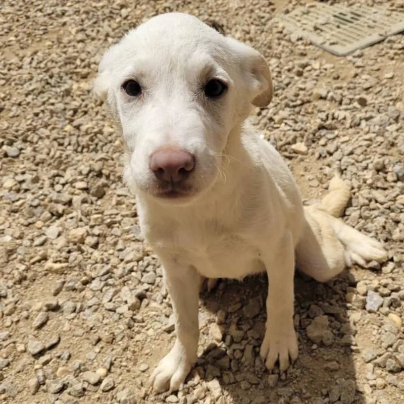 A baby medium-sized female White / Cream Shepherd dog named January for adoption in Cumberland, RI