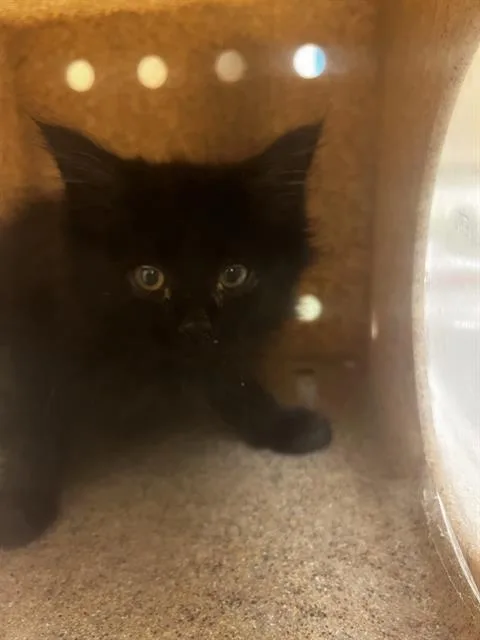 A baby small-sized female Domestic Long Hair cat named Chat Noir for adoption in West Valley City, UT