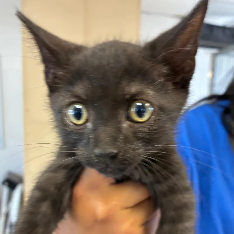 A baby small-sized male Black Domestic Short Hair cat named Dean for adoption in Santa Barbara, CA