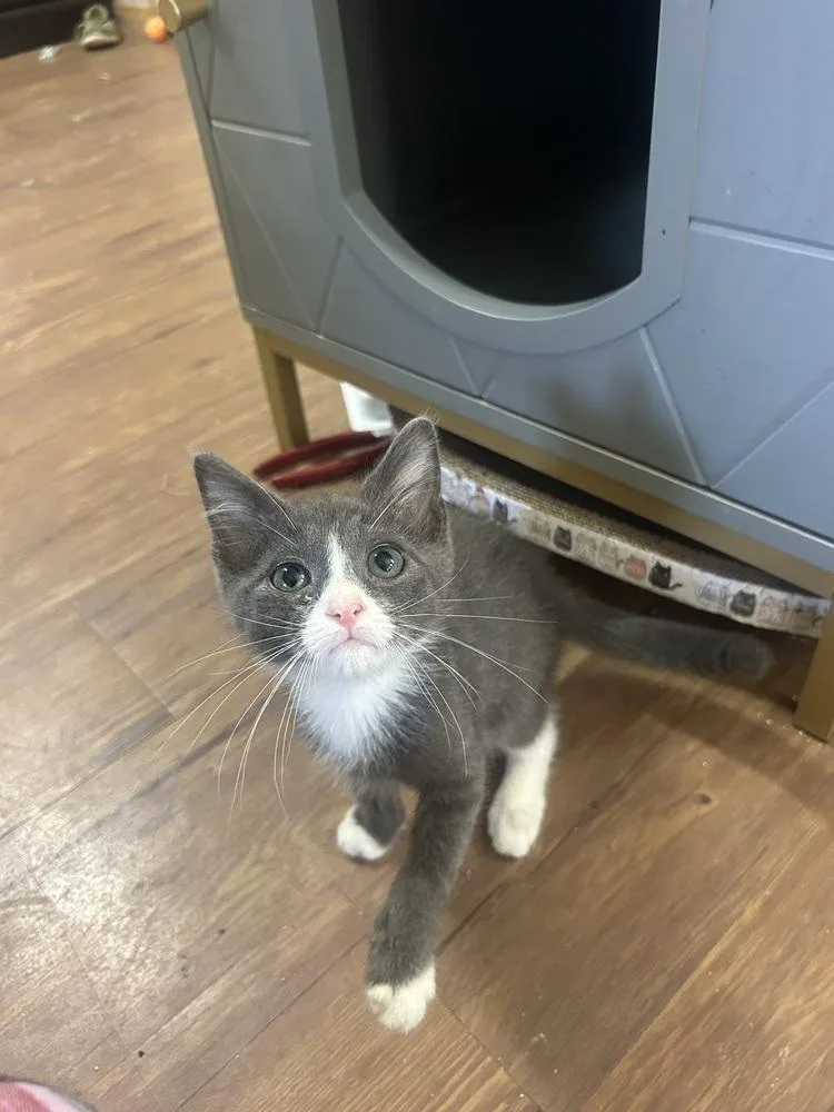 A baby medium-sized male Gray & White Domestic Short Hair cat named Archer for adoption in Emerald Isle, NC