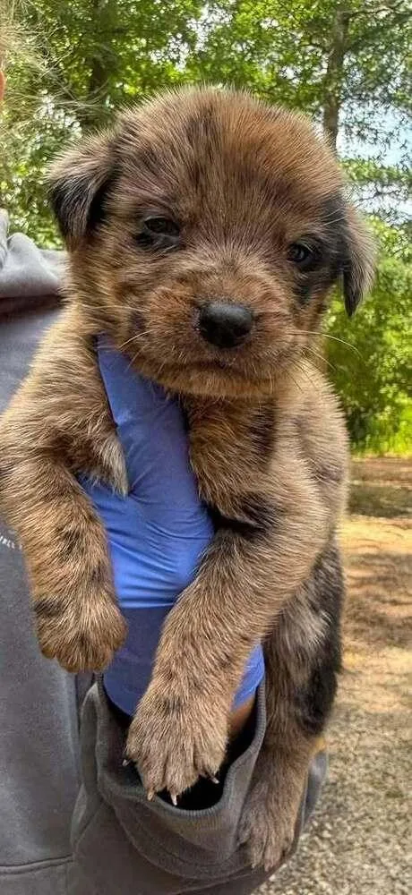 A baby medium-sized male Australian Shepherd dog named Huey for adoption in New York, NY