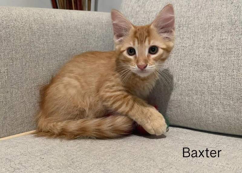 A baby medium-sized female Domestic Short Hair cat named Baxter for adoption in San Antonio, TX