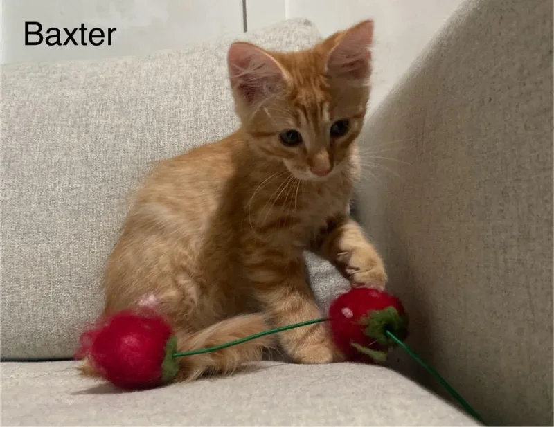 Baxter thumbnail 2