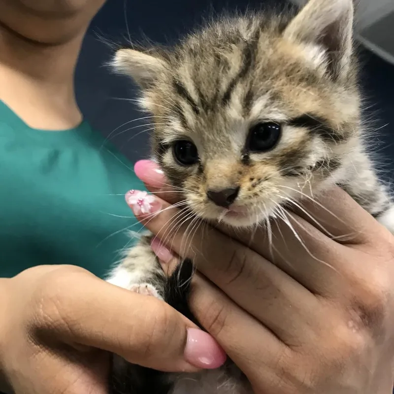 A baby small-sized male Brown / Chocolate Domestic Short Hair cat named SubZero for adoption in Newark, NJ