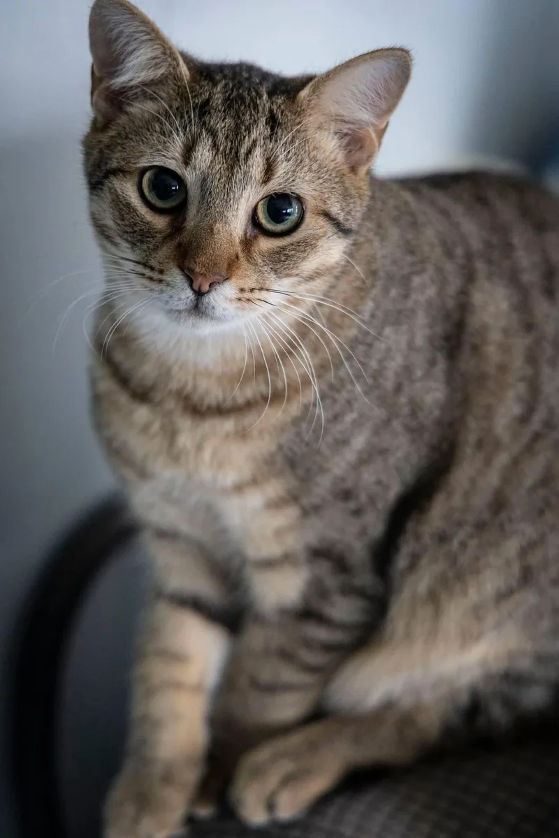 Wilson