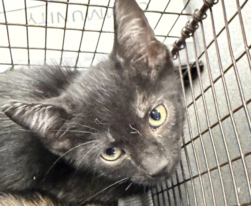 A baby small-sized male Domestic Short Hair cat named Winter for adoption in Los Angeles, CA