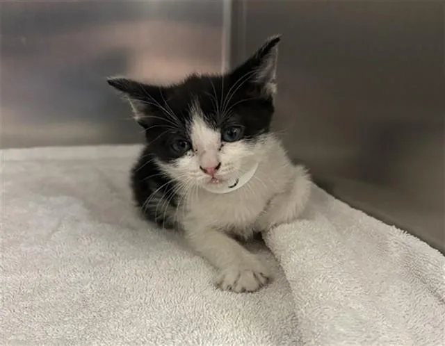 A baby small-sized female Domestic Short Hair cat named Duchess for adoption in Thousand Palms, CA