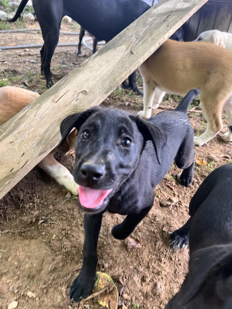 A baby medium-sized male Hound dog named Milo for adoption in Tracy City , TN