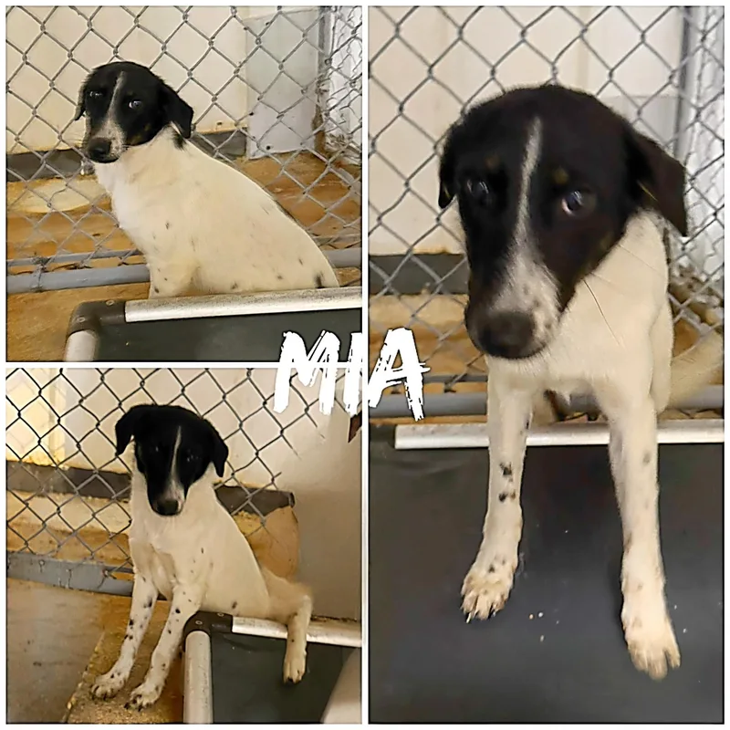 A young medium-sized female Black Fox Terrier dog named Mia for adoption in Saint James, MO