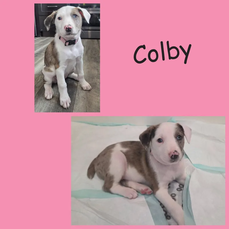 A baby large-sized female Merle (Blue) Australian Shepherd dog named Colby for adoption in LEMONT, IL
