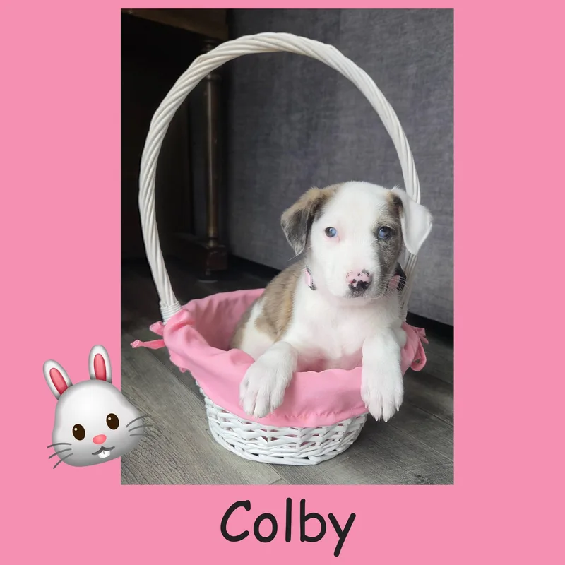 Colby thumbnail 2