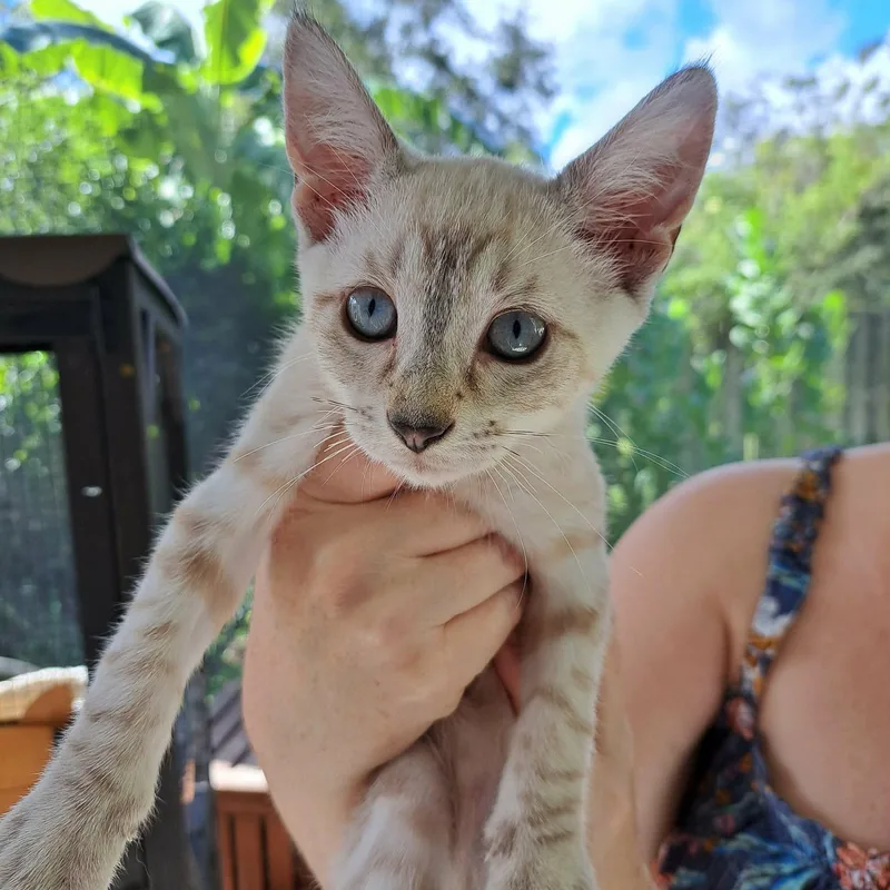 A baby medium-sized male Domestic Short Hair cat named Doritos for adoption in Jacksonville, FL