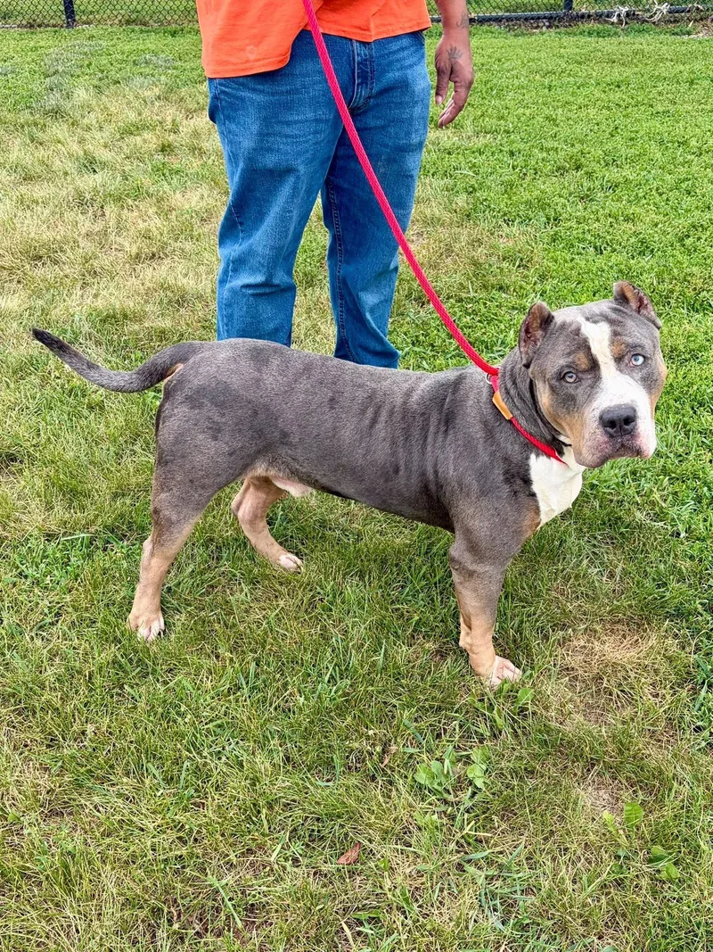 An adult extra large-sized male Gray / Blue / Silver American Bully dog named Achilles for adoption in Winchester, VA