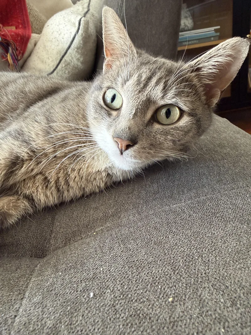 A young medium-sized female Tabby (Gray / Blue / Silver) Domestic Short Hair cat named Vivienne for adoption in Brooklyn, NY