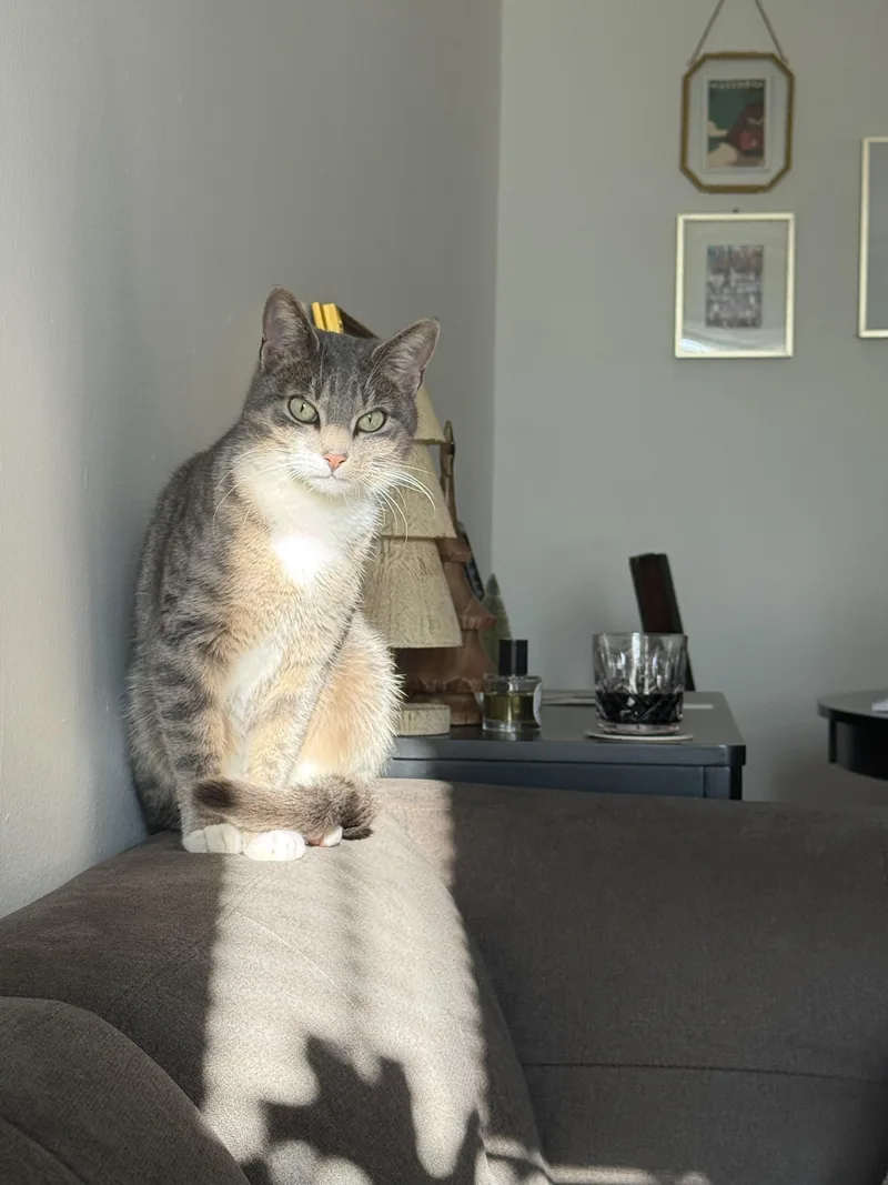 Vivienne thumbnail 3