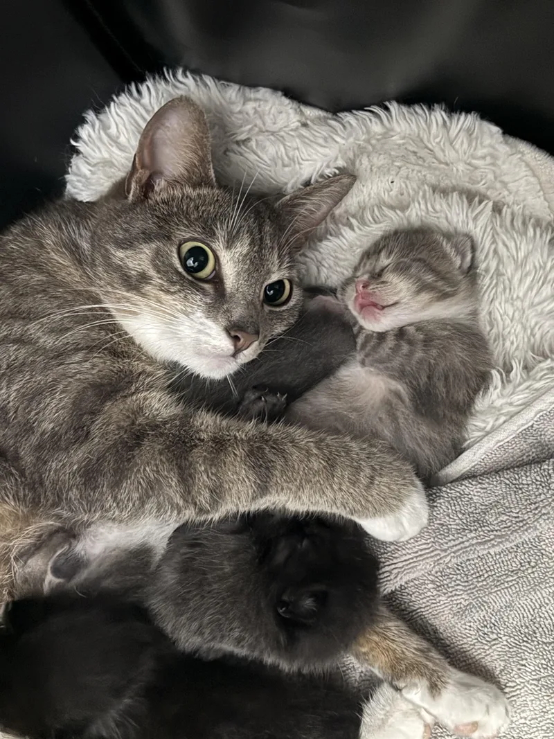 Vivienne thumbnail 4