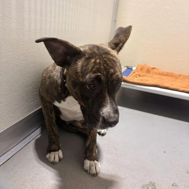 An adult medium-sized female Brown / Chocolate Mixed Breed dog named Mochi Sochi for adoption in Davenport, IA
