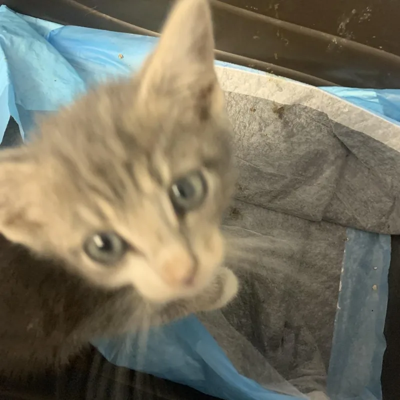 A baby small-sized male Gray / Blue / Silver Domestic Short Hair cat named Jerry for adoption in West Palm Beach, FL