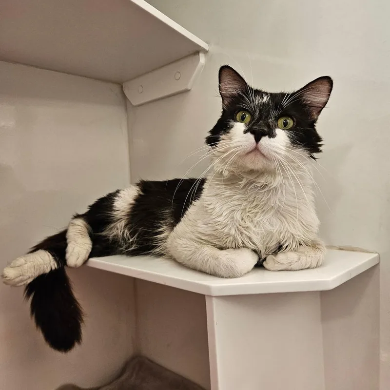 Hinchcliffe thumbnail 2