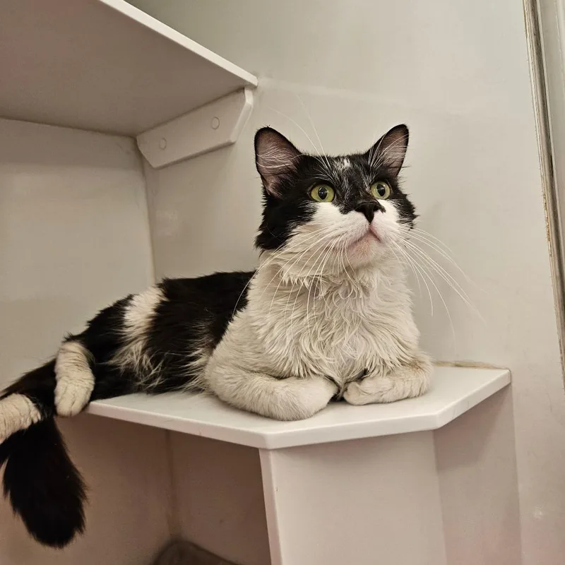 An adult large-sized male Domestic Short Hair cat named Hinchcliffe for adoption in Los Angeles, CA