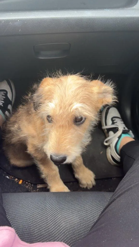 A young medium-sized male Apricot / Beige Poodle dog named Remi for adoption in Falls Church, VA
