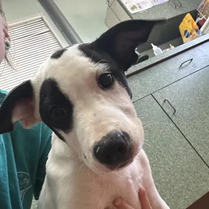 A baby large-sized male Mixed Breed dog named Zeus for adoption in Munster, IN