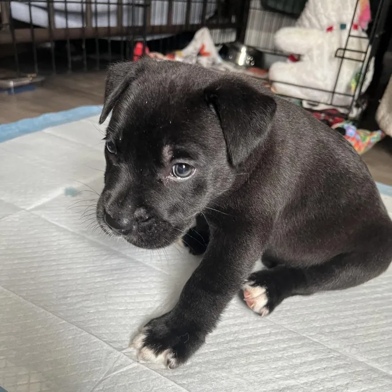 A baby small-sized male Black Mixed Breed dog named Chunkie for adoption in Lakeland, FL