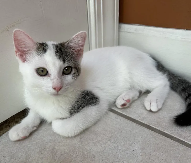 A baby small-sized female Buff & White Domestic Short Hair cat named Cotton for adoption in Maineville, OH
