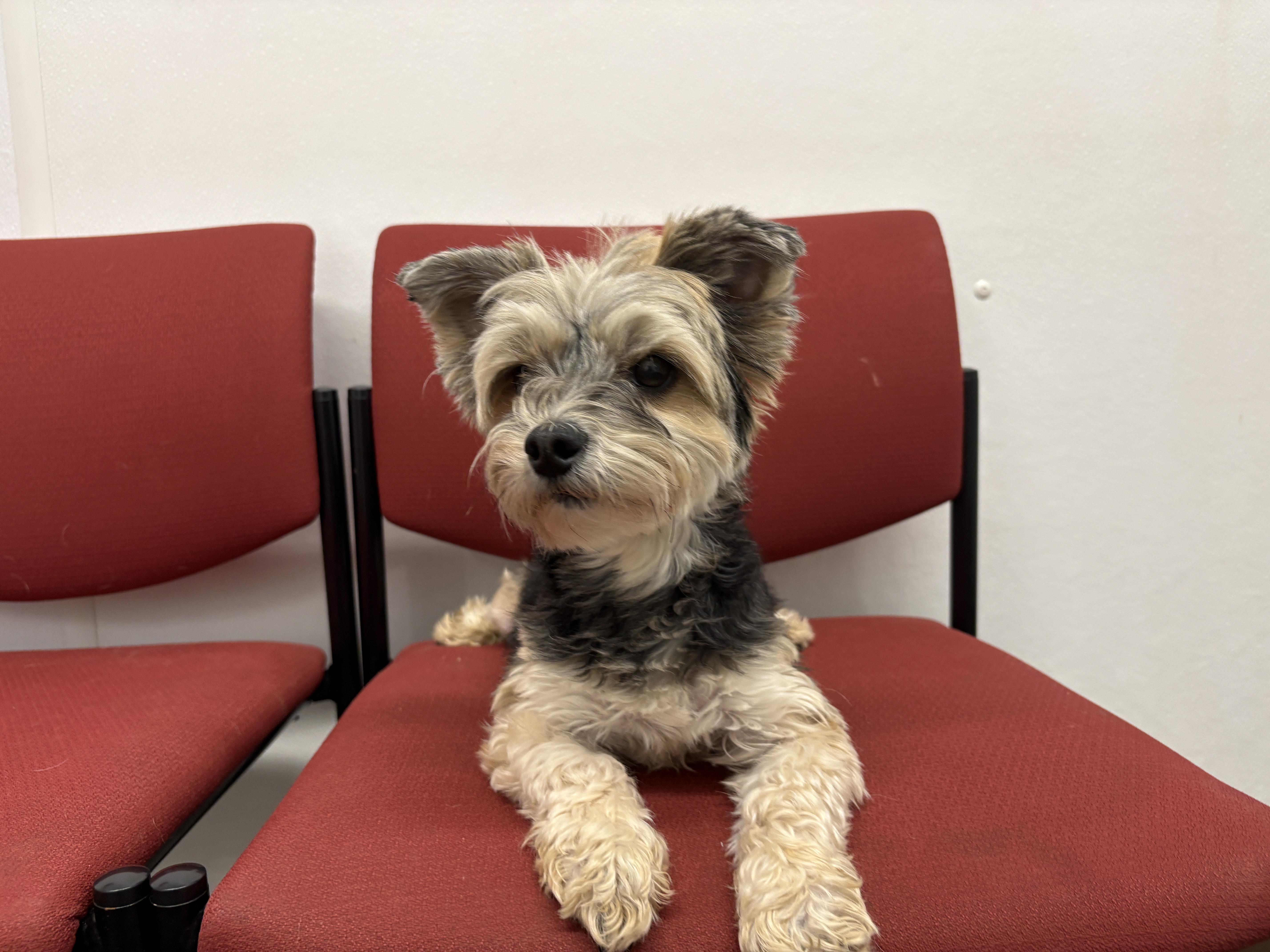 An adult small-sized female Morkie dog named Miley for adoption in Auburn, NE